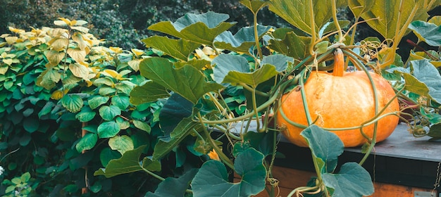 Calabaza naranja grande crece en el huerto. Ramas verdes, enredaderas con hojas. Fondo borroso. Banner ancho