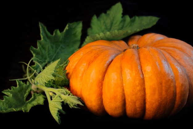 Calabaza naranja grande con hojas se encuentra sobre un fondo negro