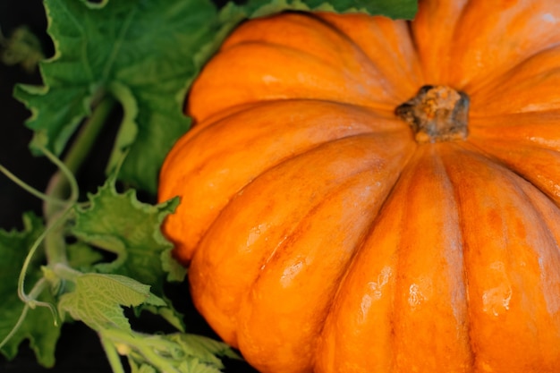 Calabaza naranja grande con hojas y nueces se encuentra sobre un fondo negro. Foto de alta calidad