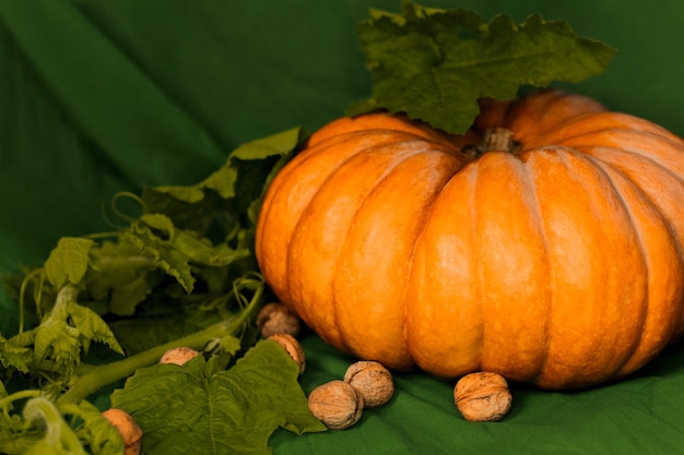 Calabaza naranja grande con hojas y nueces se encuentra sobre un fondo verde. Foto de alta calidad