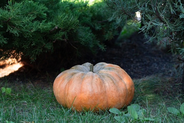 Calabaza naranja grande sobre la hierba verde en un jardín.