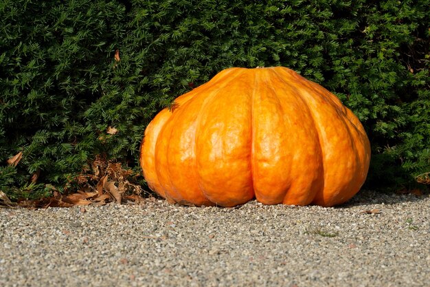 calabaza naranja grande en el suelo