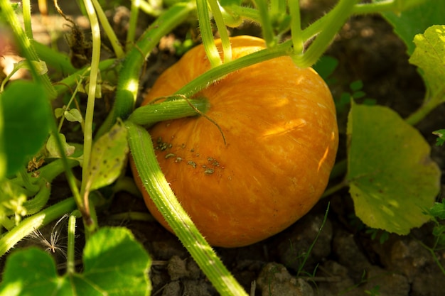 Calabaza naranja en el jardín en un día soleado. Nueva cosecha. De cerca.