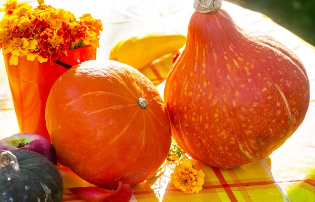 Calabaza naranja en jardín en otoño.