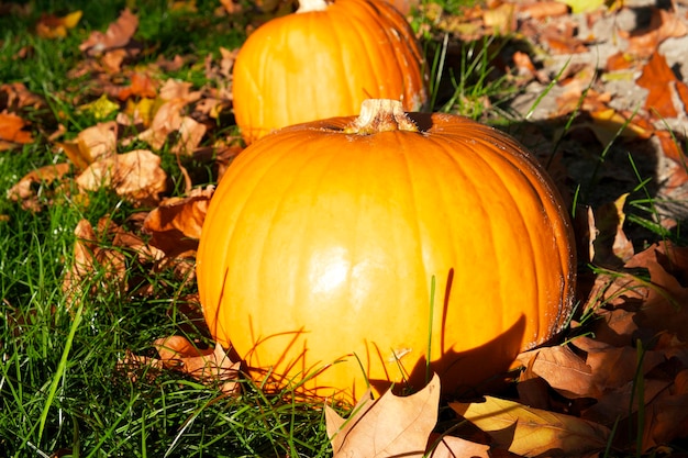 calabaza naranja yace sobre la hierba verde cubierta con las hojas de otoño a la luz del sol de la tarde