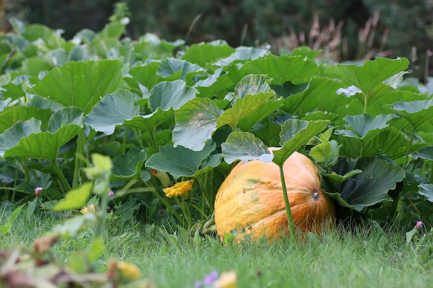 Calabaza en la naturaleza en el pueblo