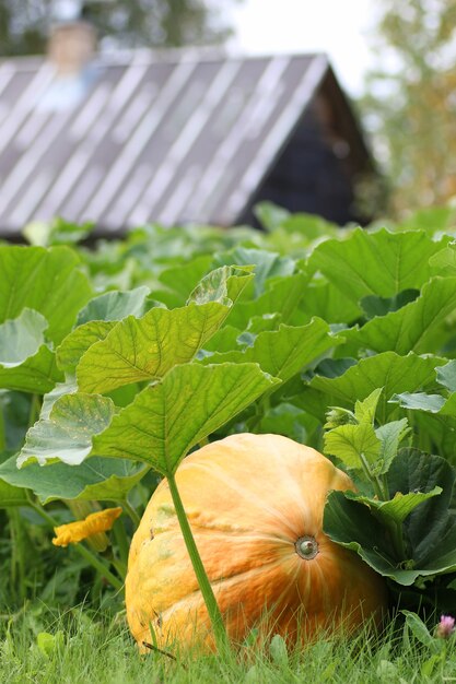 Calabaza en la naturaleza en el pueblo