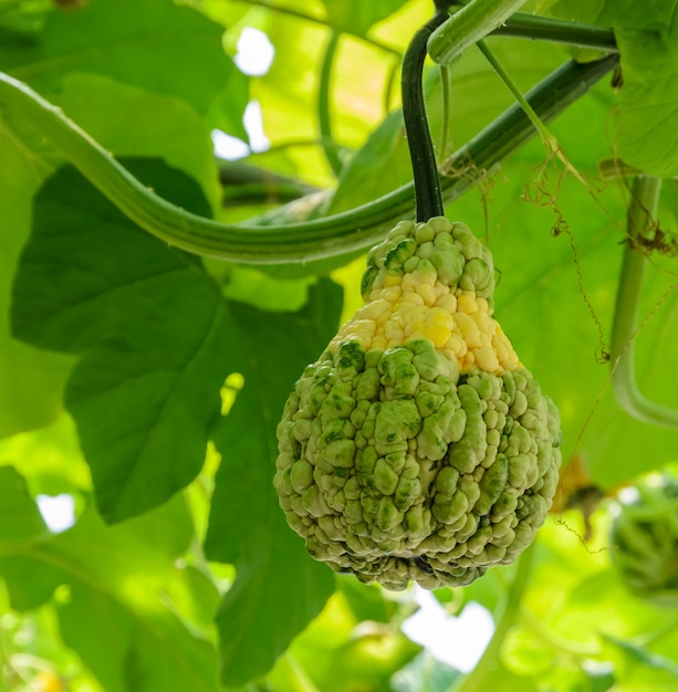 Calabaza o calabaza en su árbol.