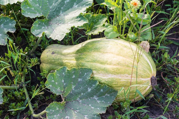 Calabaza orgánica en huerto. La calabaza verde en el jardín. Agricultura y jardineria