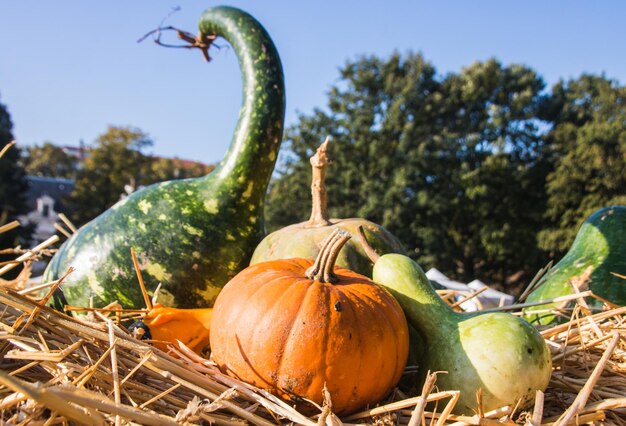 Calabaza de otoño en el jardín