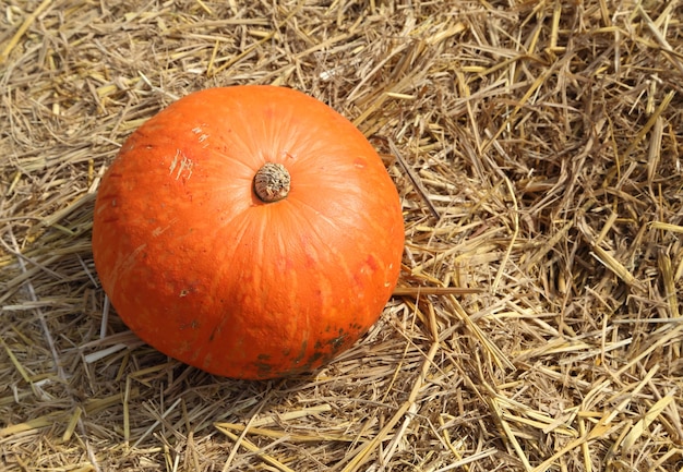 Calabaza en paja