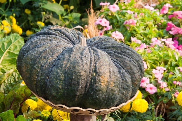 Calabaza puesta en una cesta en el jardín Cosecha de otoño