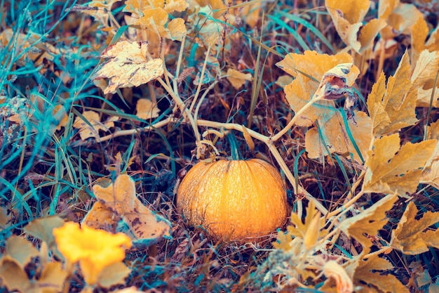 Calabaza que crece en el huerto