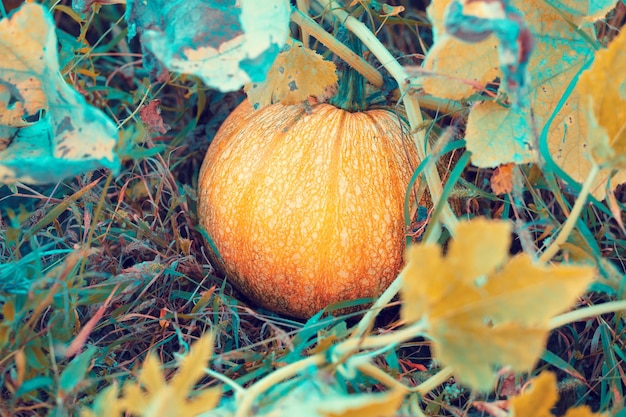 Calabaza que crece en el huerto