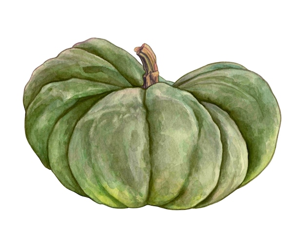 calabaza verde dibujo acuarela