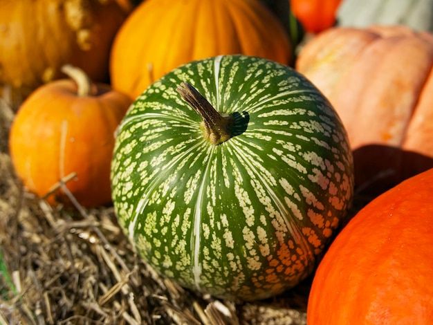 una calabaza verde que parece una sandía entre otras calabazas multicolores