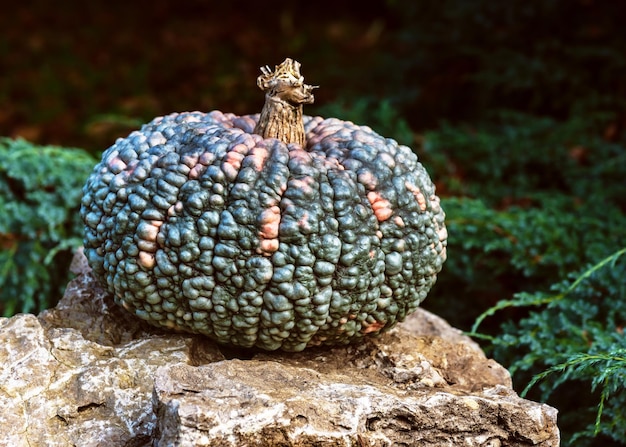 Calabaza de verruga verde enorme y ancha decorativa en piedra natural en el jardín