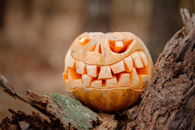 Calabaza de Víspera de Todos los Santos. Colores de otoño. Naturaleza muerta. Preparación para la celebración. Feliz Halloween y un