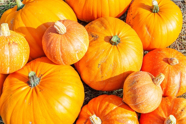 Calabaza de vista de otoño otoño natural en granja ecológica