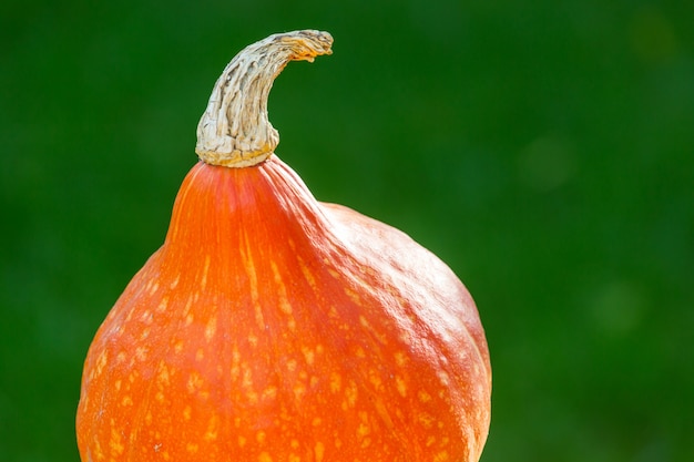 Calabaza