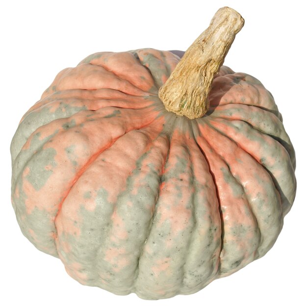 Calabaza