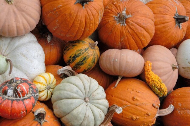 Las calabazas en abundancia