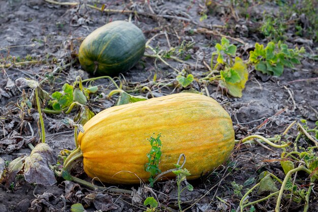 Calabazas amarillas y naranjas en el campo de la finca