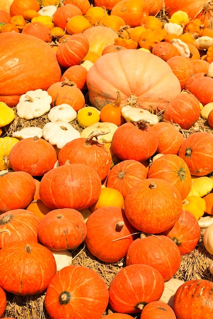 Las calabazas se amontonaron en fardos de paja en un día soleado.