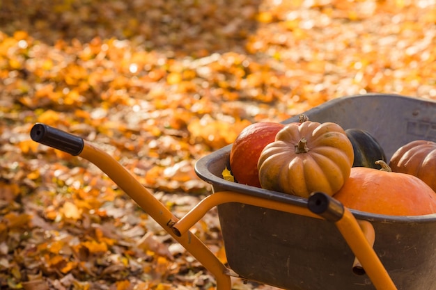 Calabazas anaranjadas en la carretilla que stying en las hojas de arce otoñales