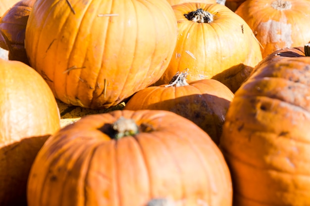 Calabazas anaranjadas en una pila al azar