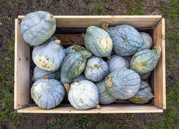 Calabazas azules en una caja de madera