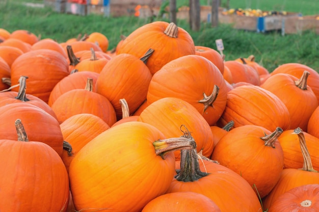 Calabazas Calabazas grandes de color naranja brillante