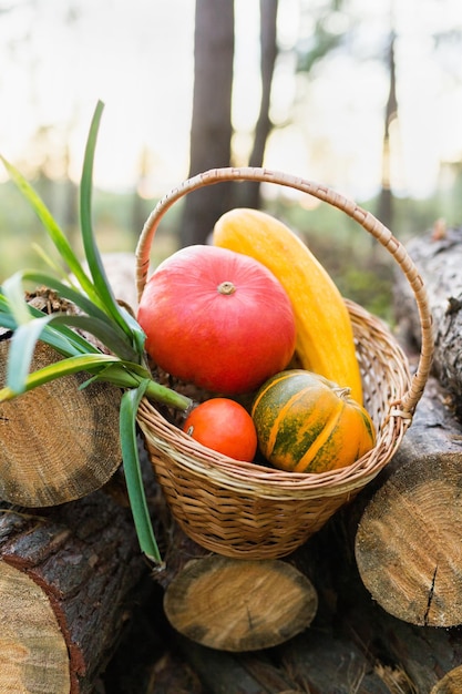 Calabazas de colores en una canasta en una granja