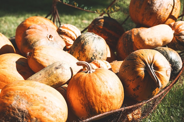 Calabazas de colores de la cosecha de otoño en diferentes variedades en el mercado agrícola o festival de temporada