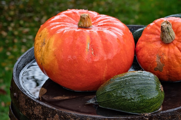 Calabazas de colores para la decoración de halloween.