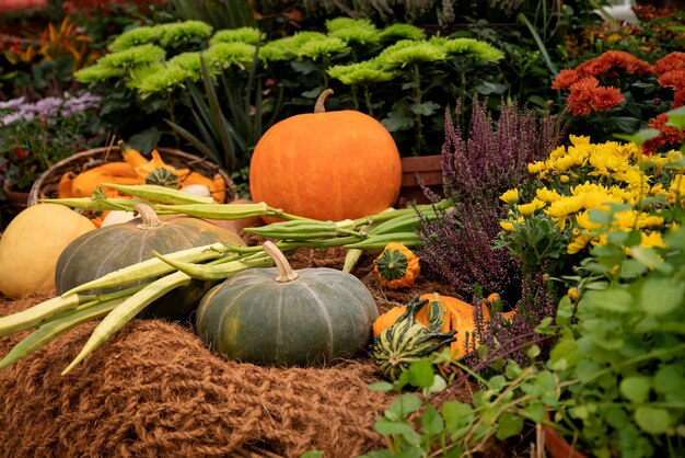 Calabazas cosechadas en la feria de otoño de agricultores