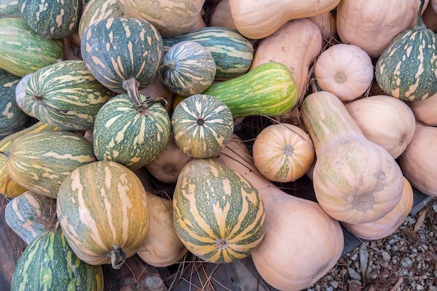 Calabazas Cucurbita argyrosperma moschata Butternut maxima cushaw