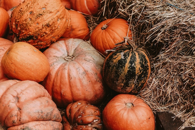 Calabazas. decoración para la temporada de otoño