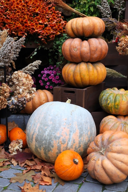 Calabazas. decoración para la temporada de otoño