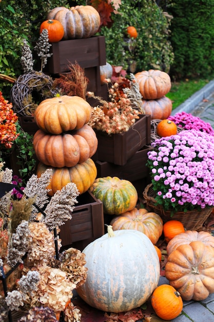 Calabazas. decoración para la temporada de otoño