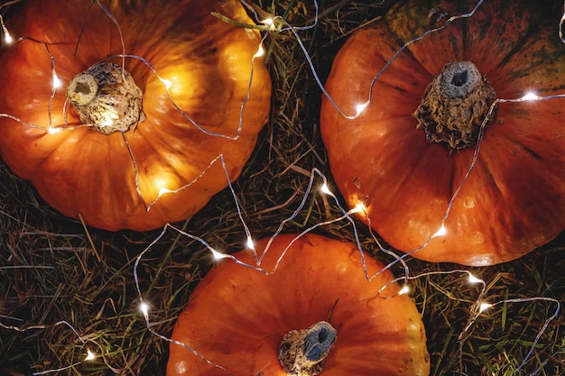 Calabazas decoradas con guirnaldas de luces, vista desde arriba, decoración de vacaciones de otoño