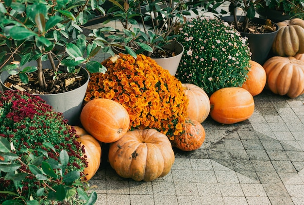 Calabazas decorativas Flores al aire libre y decoración de Halloween al aire libre Decoración de cosecha y jardín