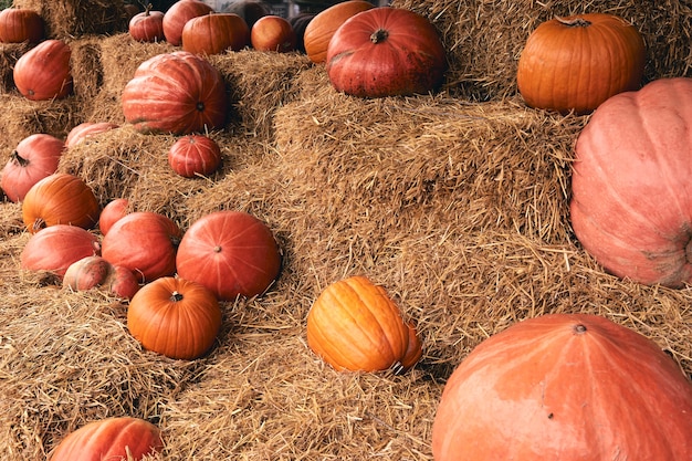 Calabazas decorativas en el mercado agrícola se encuentra en gavillas de heno .Temporada de vacaciones de Acción de Gracias y decoración de Halloween