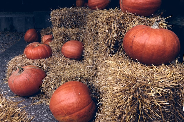 Calabazas decorativas en el mercado agrícola se encuentra en gavillas de heno .Temporada de vacaciones de Acción de Gracias y decoración de Halloween