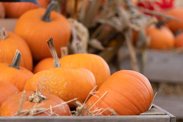 Calabazas desplumadas en una caja agrícola de tablones de madera para almacenar la cosecha