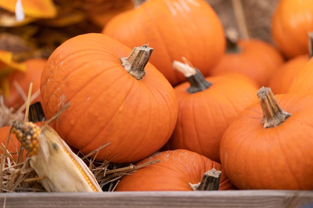 Calabazas desplumadas en una caja agrícola de tablones de madera para almacenar la cosecha