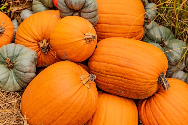 Calabazas de diferentes colores y tamaños en el mercado al aire libre