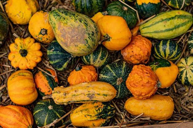 Calabazas de diferentes colores y tamaños en el mercado al aire libre