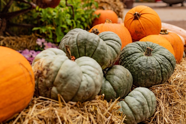 Calabazas de diferentes colores y tamaños en el mercado al aire libre