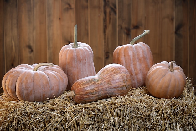 Calabazas de diversas formas se encuentran en una fila sobre la paja sobre un fondo de madera de tablón.